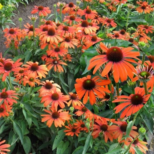 Echinacea purpurea 'Julia' - Punane siilkübar 'Julia' P11/0,75L